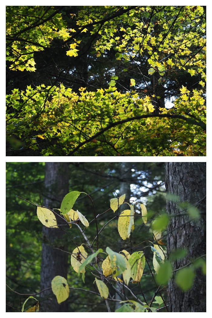 Kunimi_221012_15