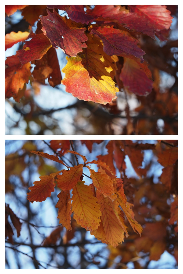 Walk_221031_7