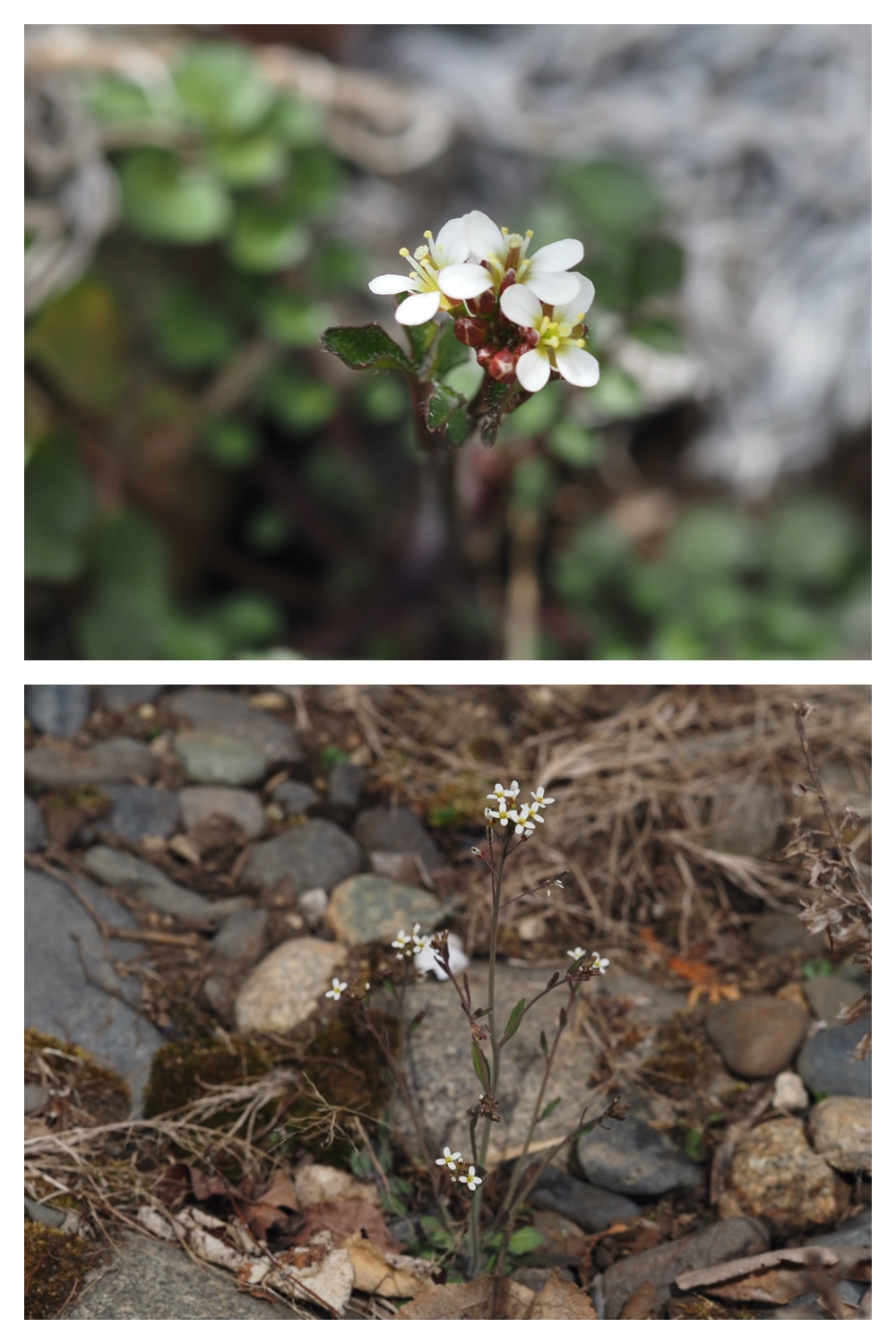 Apple_230411_3