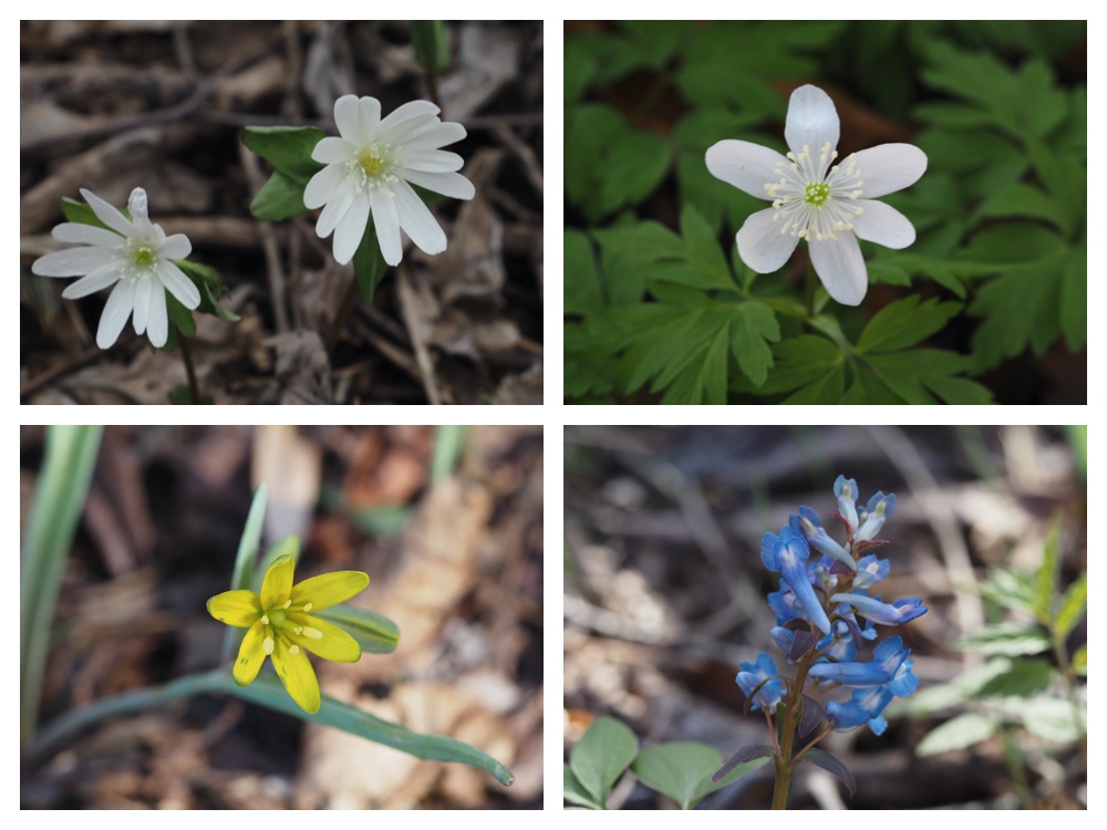 April_flowers_230419