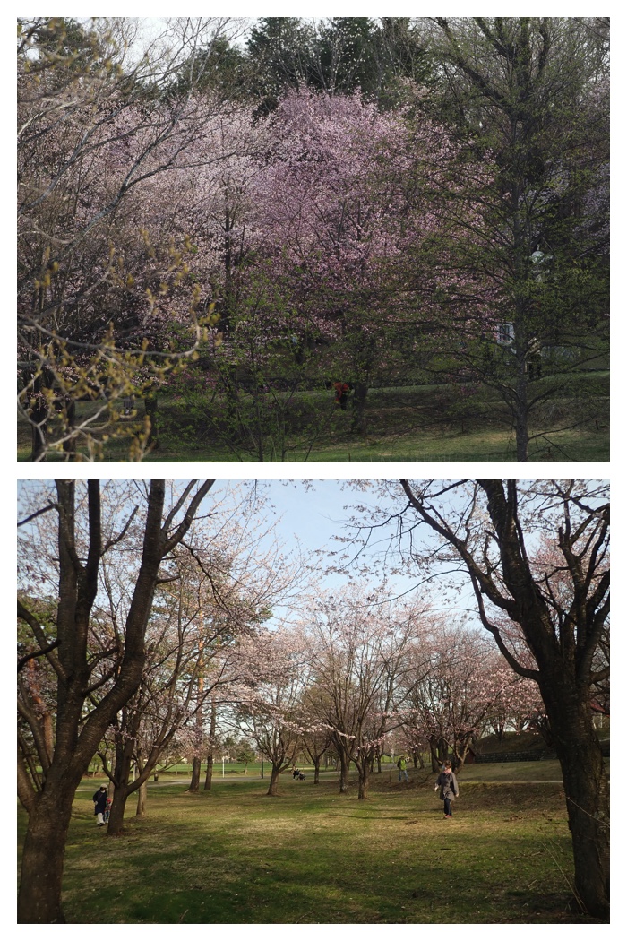 Cherry_230425_12