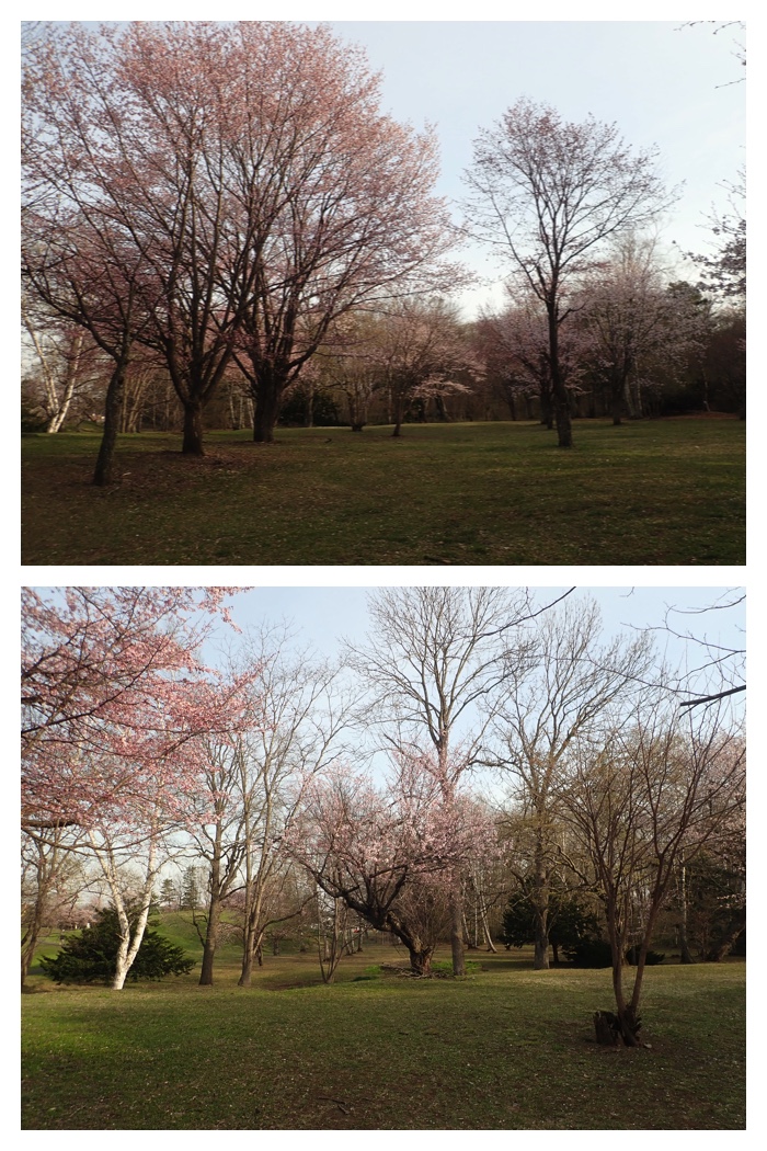 Cherry_230425_13