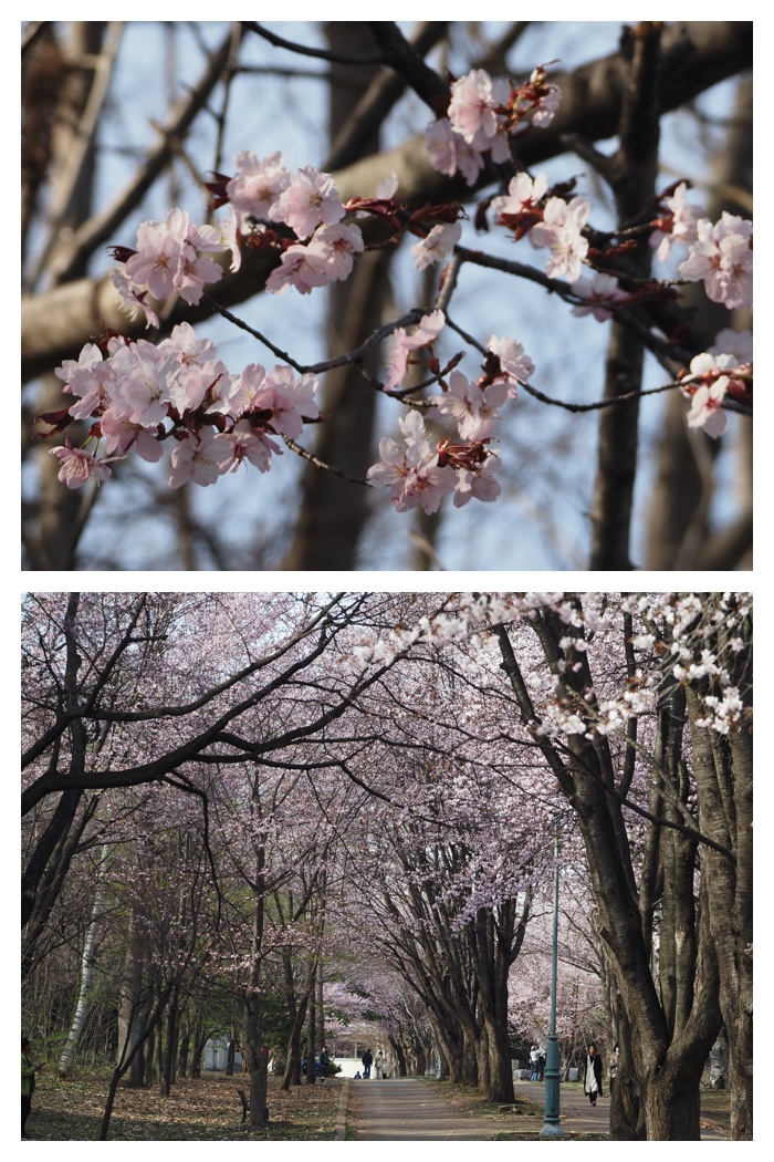 Cherry_230425_2