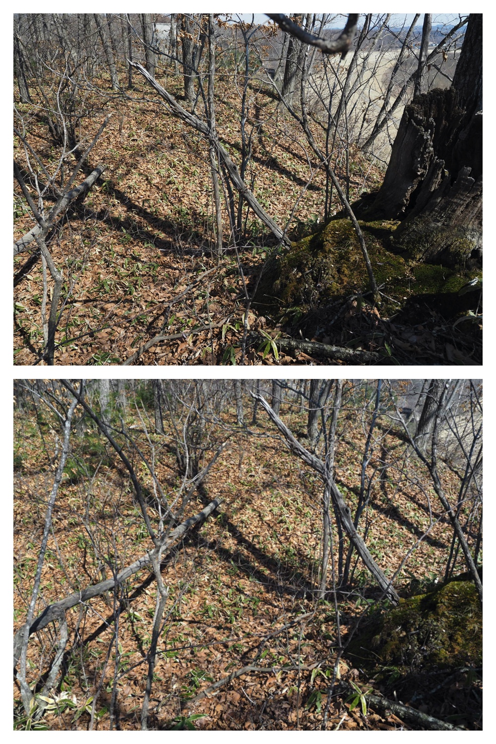 Chietoi_230401_18
