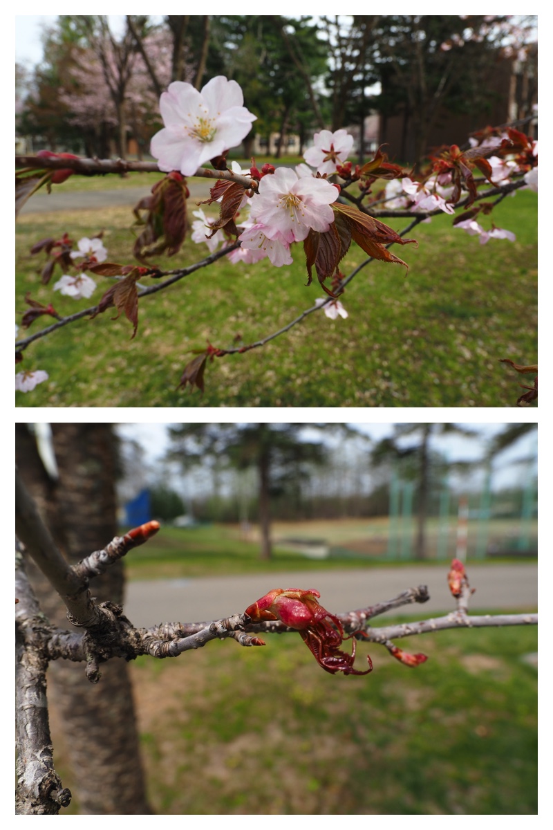 Chou_230429_4