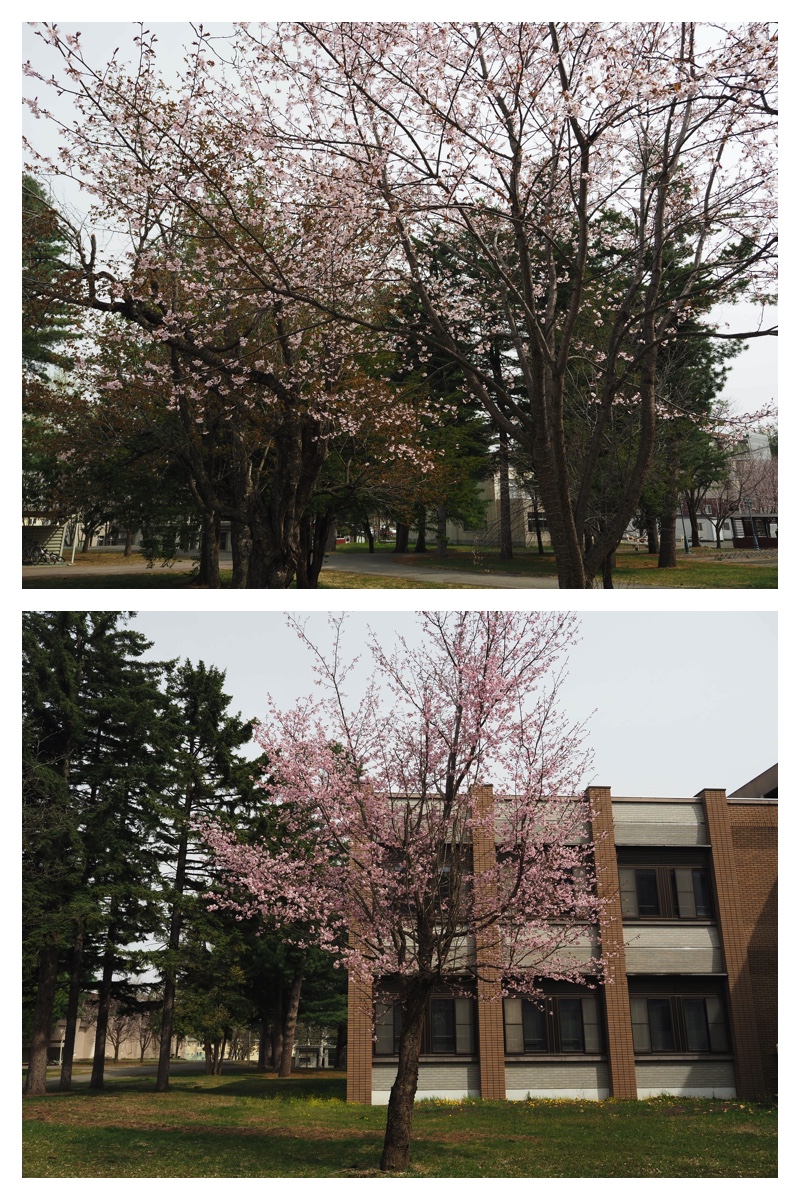 Chou_230429_5