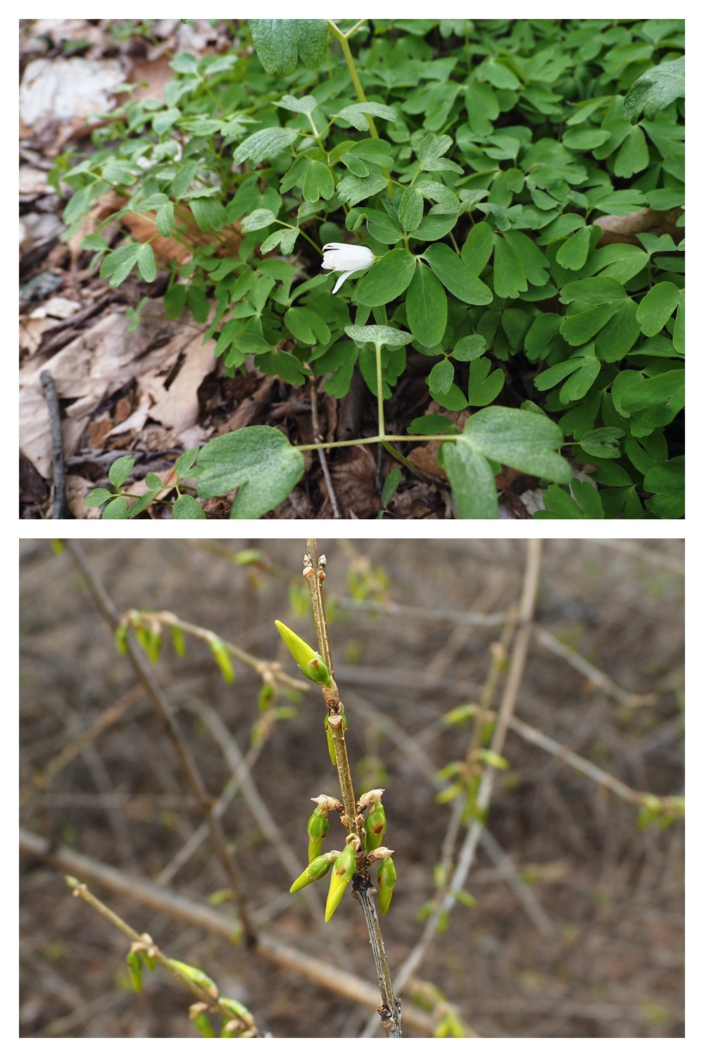 Green_230414_5
