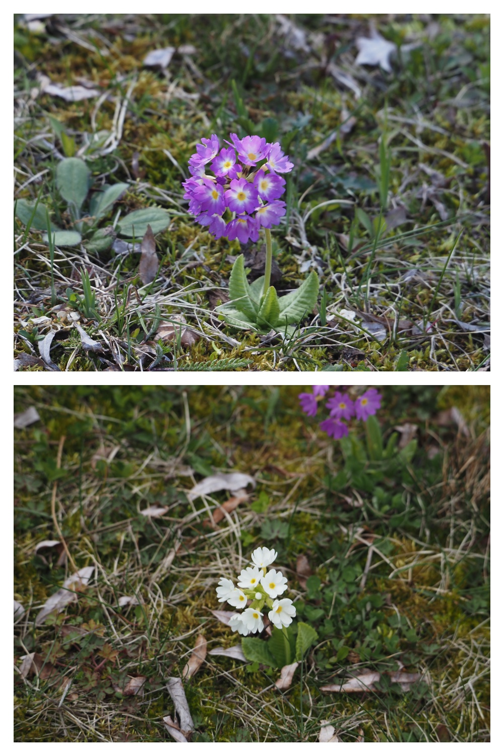 Hills_230422_29