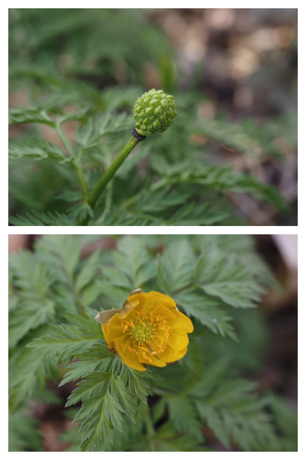 Ichige_230418_14