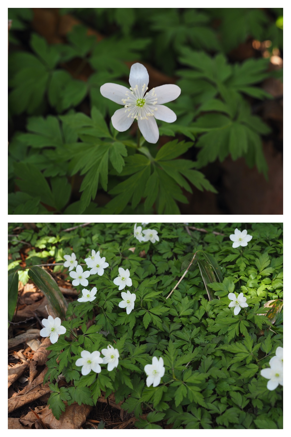 Ichige_230418_2