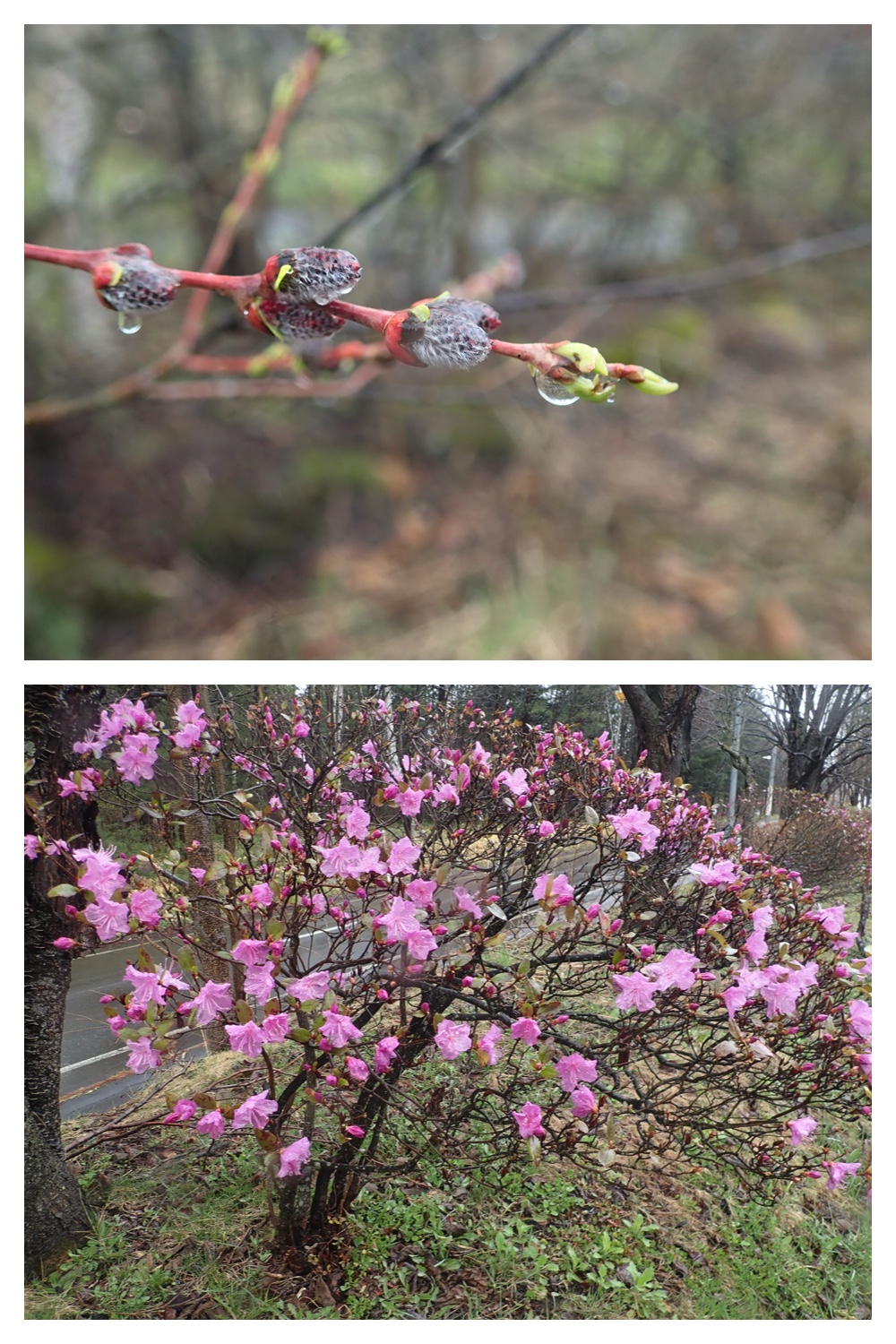 Kaeru_230416_22