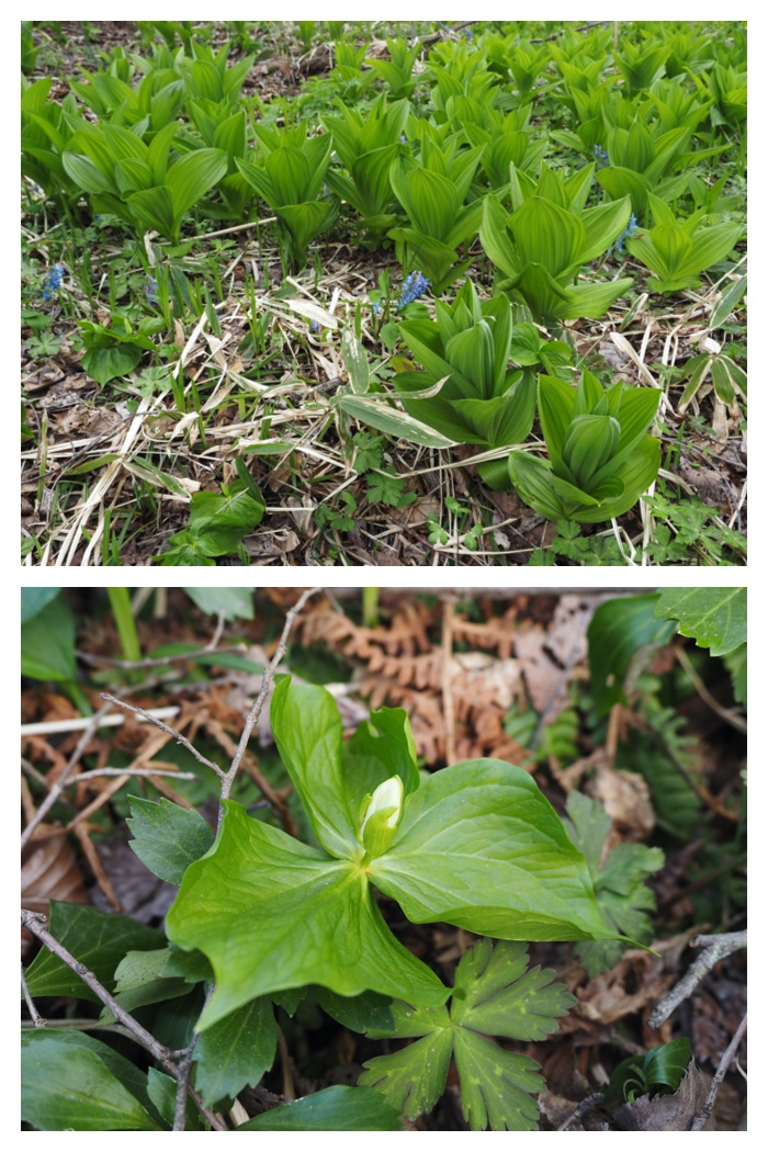 Plant_230423_12