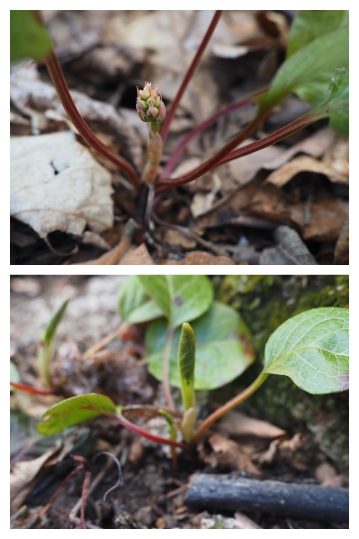 Plant_230423_14