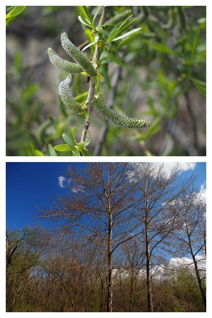 Plant_230423_4