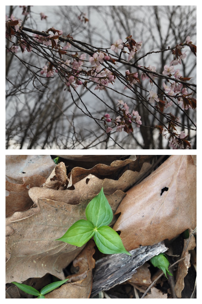 Plant_230423_6