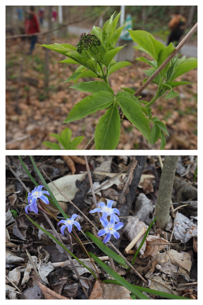 Plant_230423_8