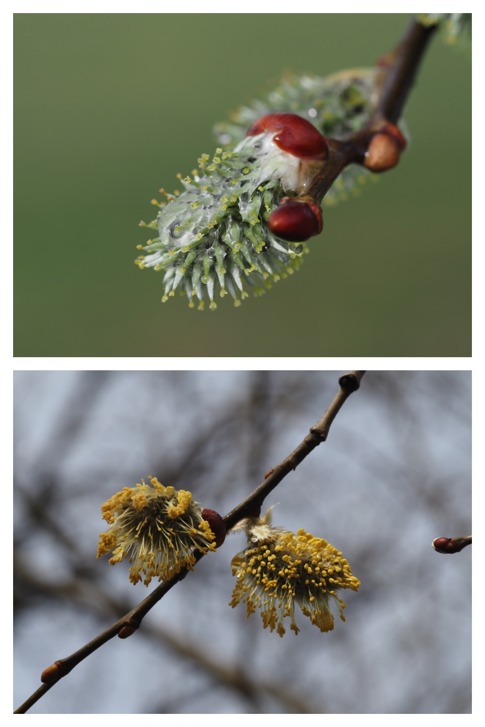 Plants_230409_1