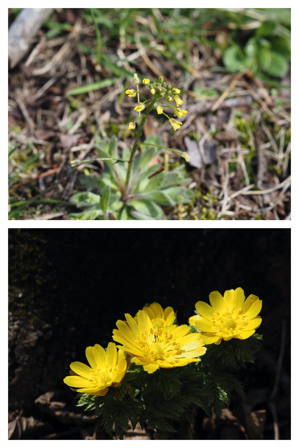 Plants_230409_16