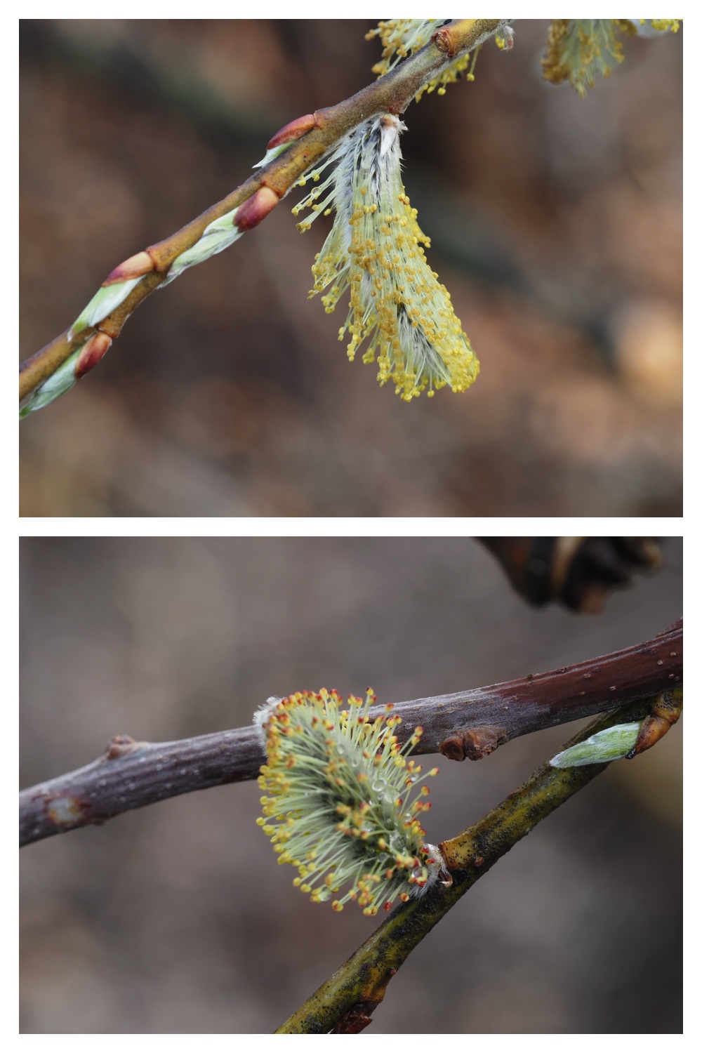 Plants_230409_5