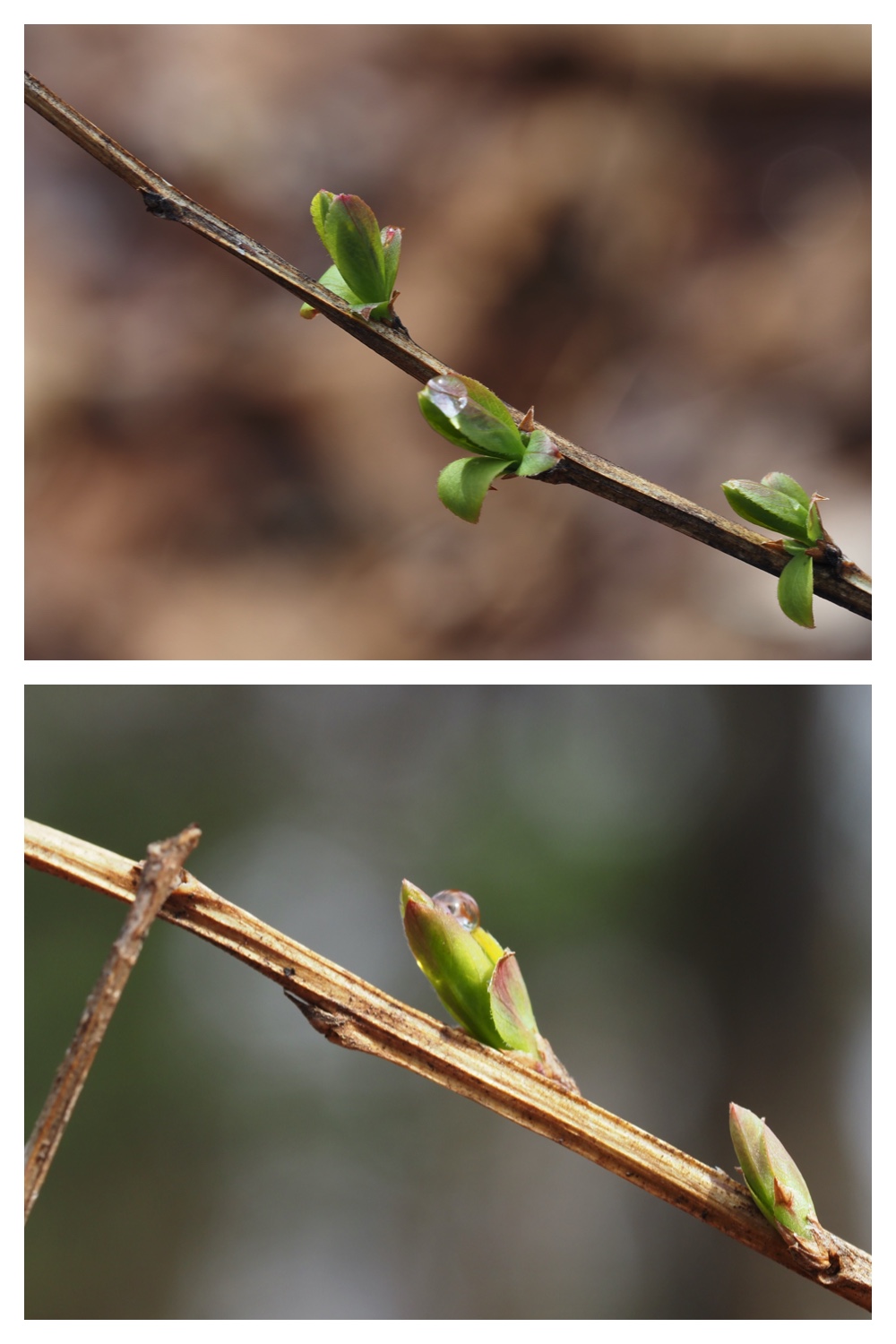 Plants_230409_7