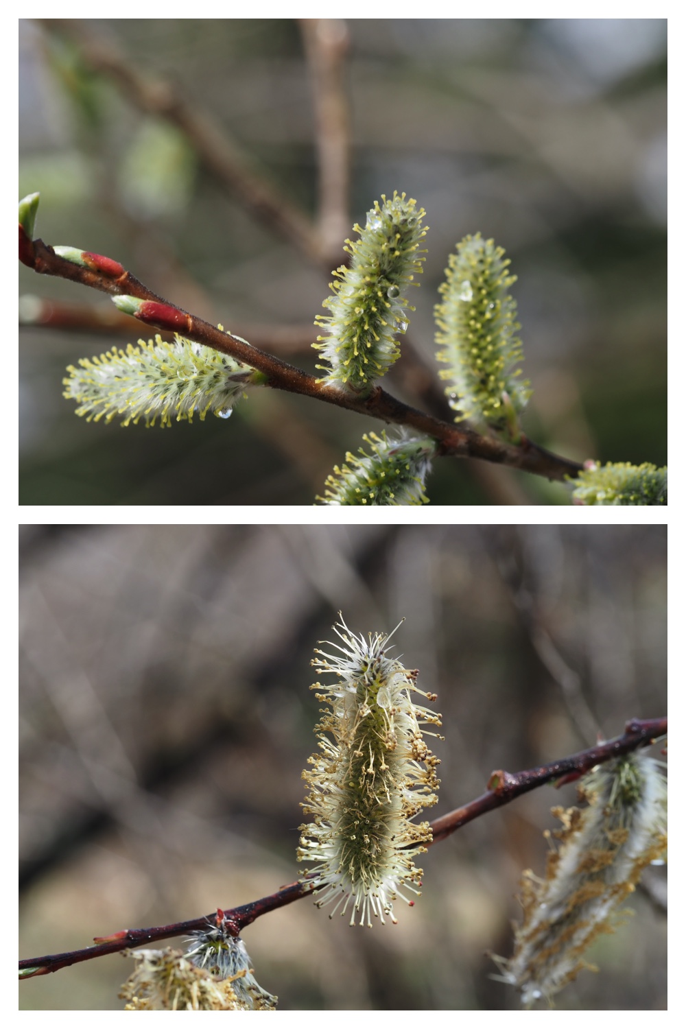 Plants_230409_8