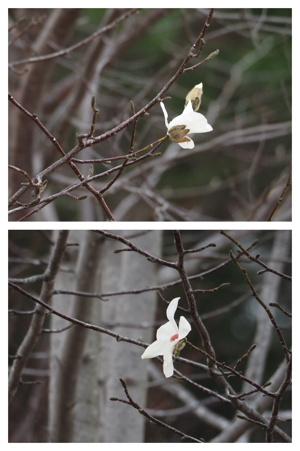 S_cabbage_230411_1