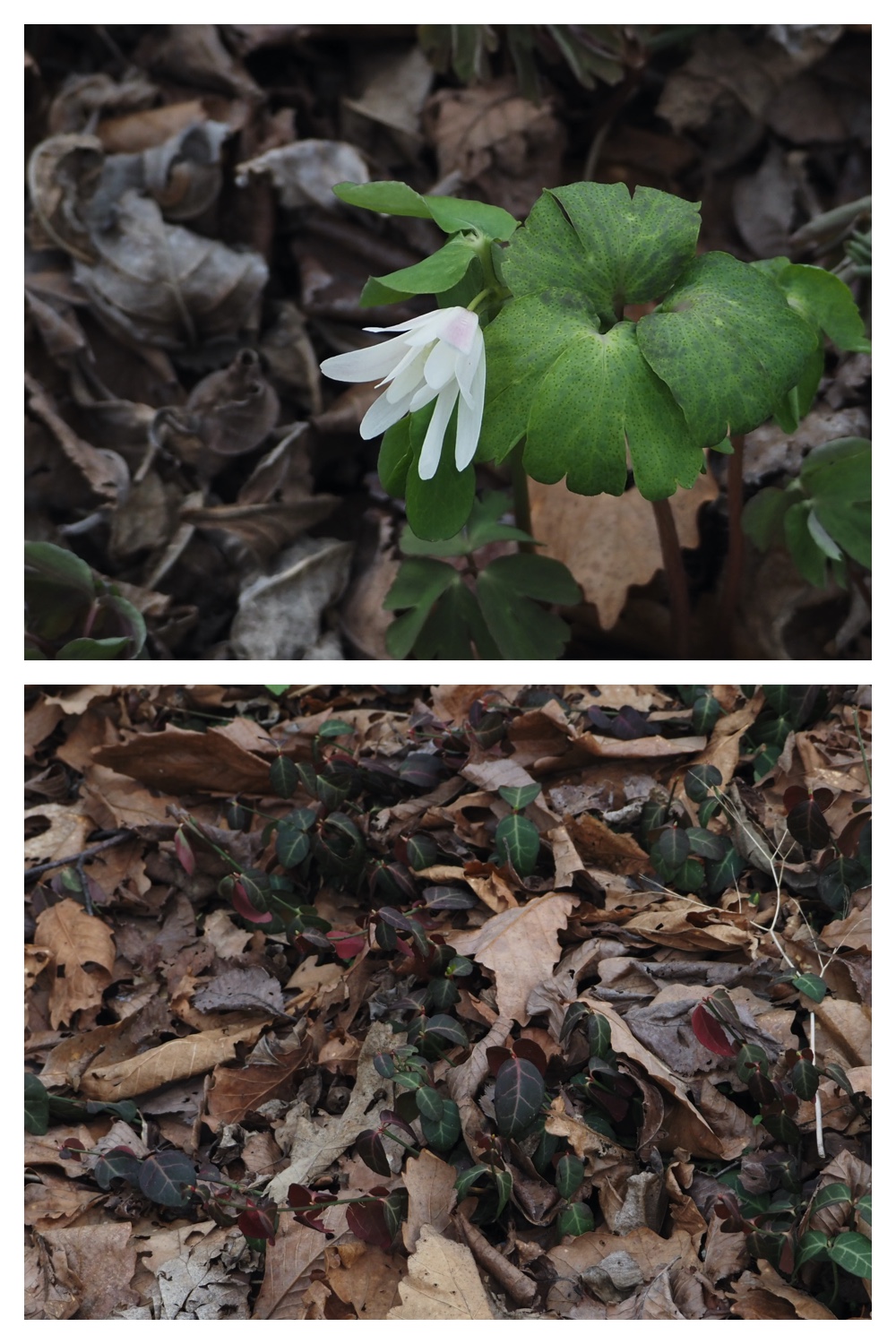 S_cabbage_230411_15