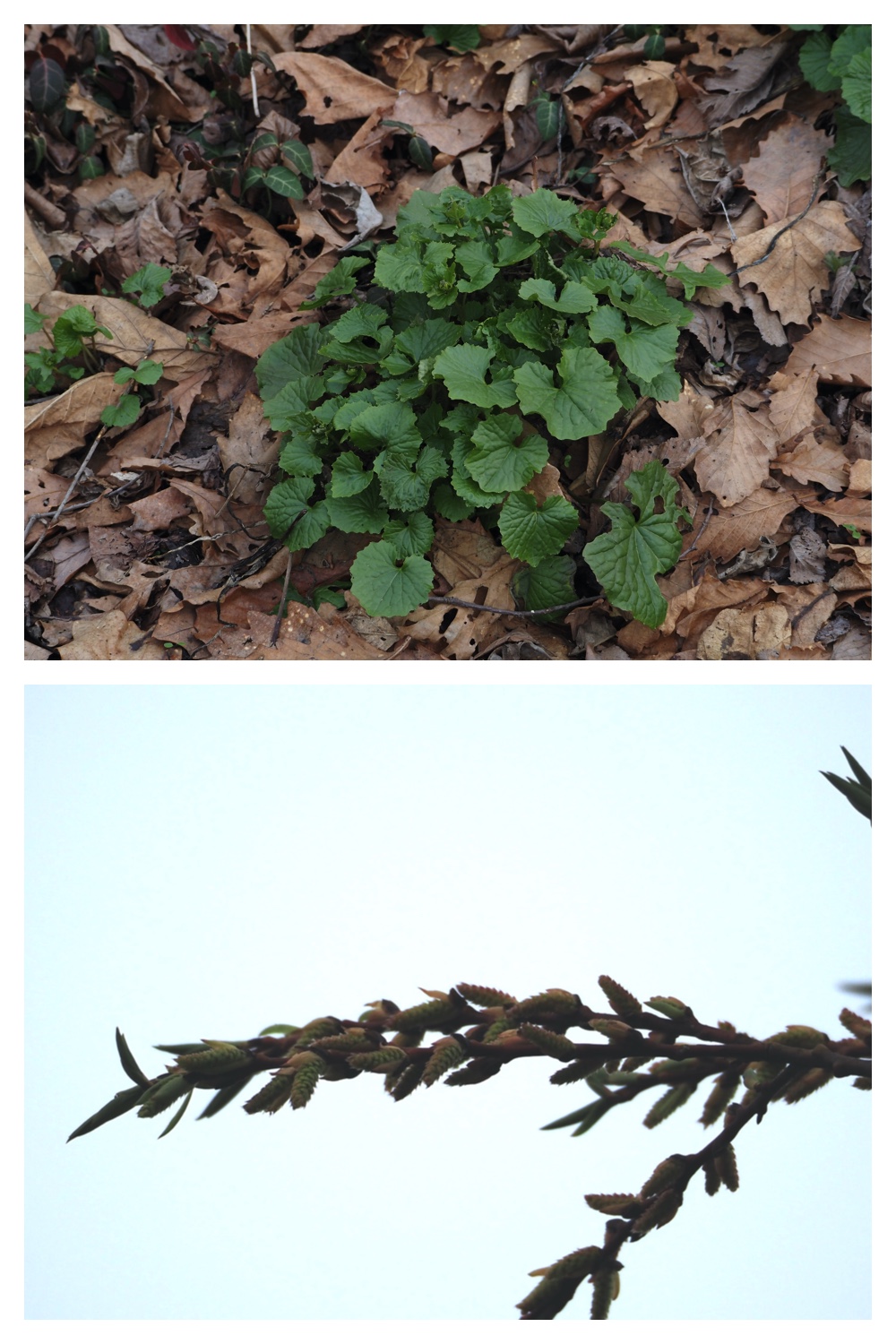 S_cabbage_230411_16