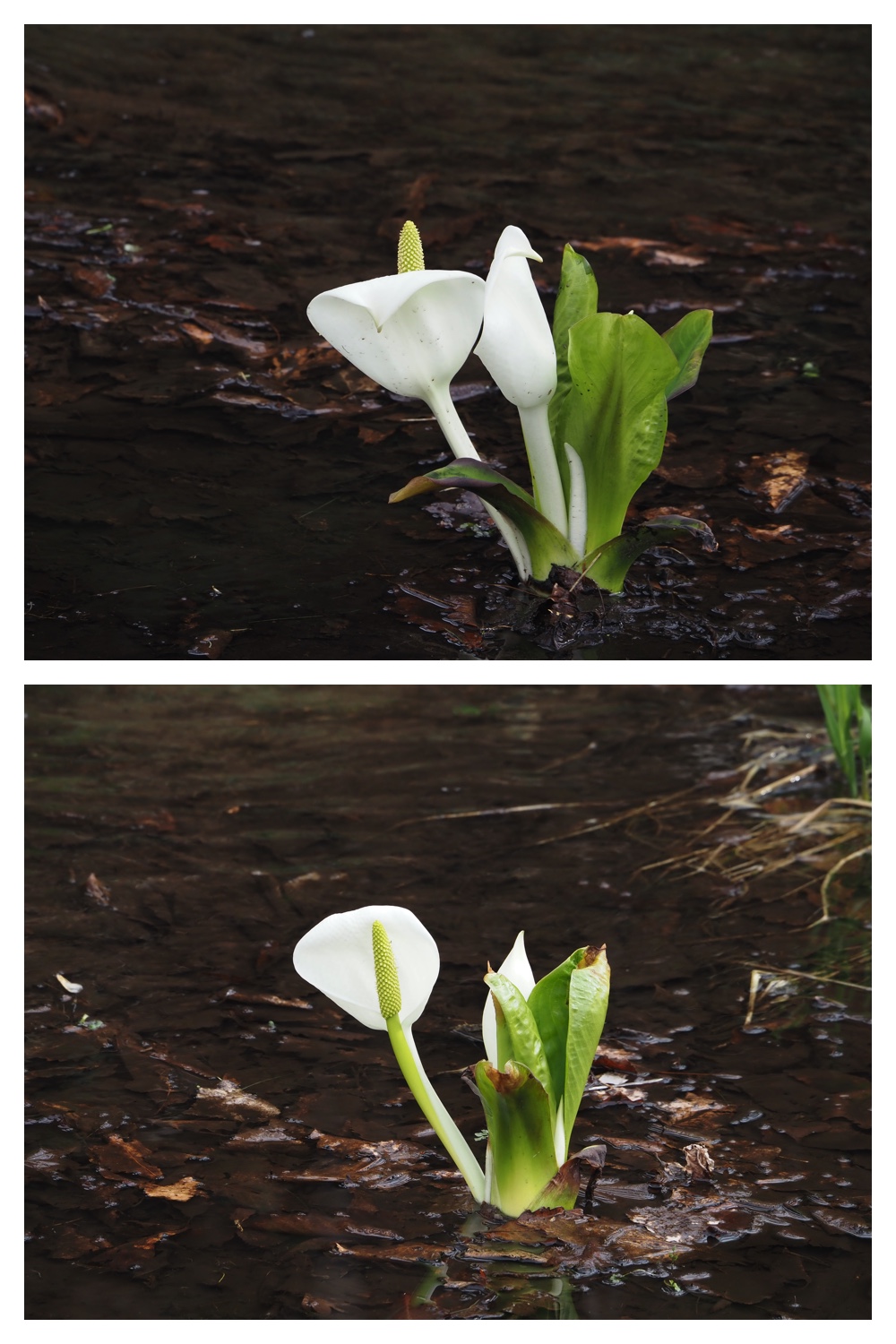 S_cabbage_230411_2