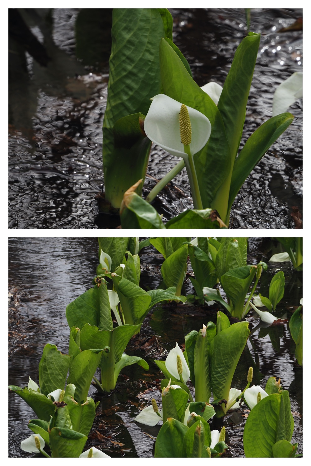 S_cabbage_230411_4