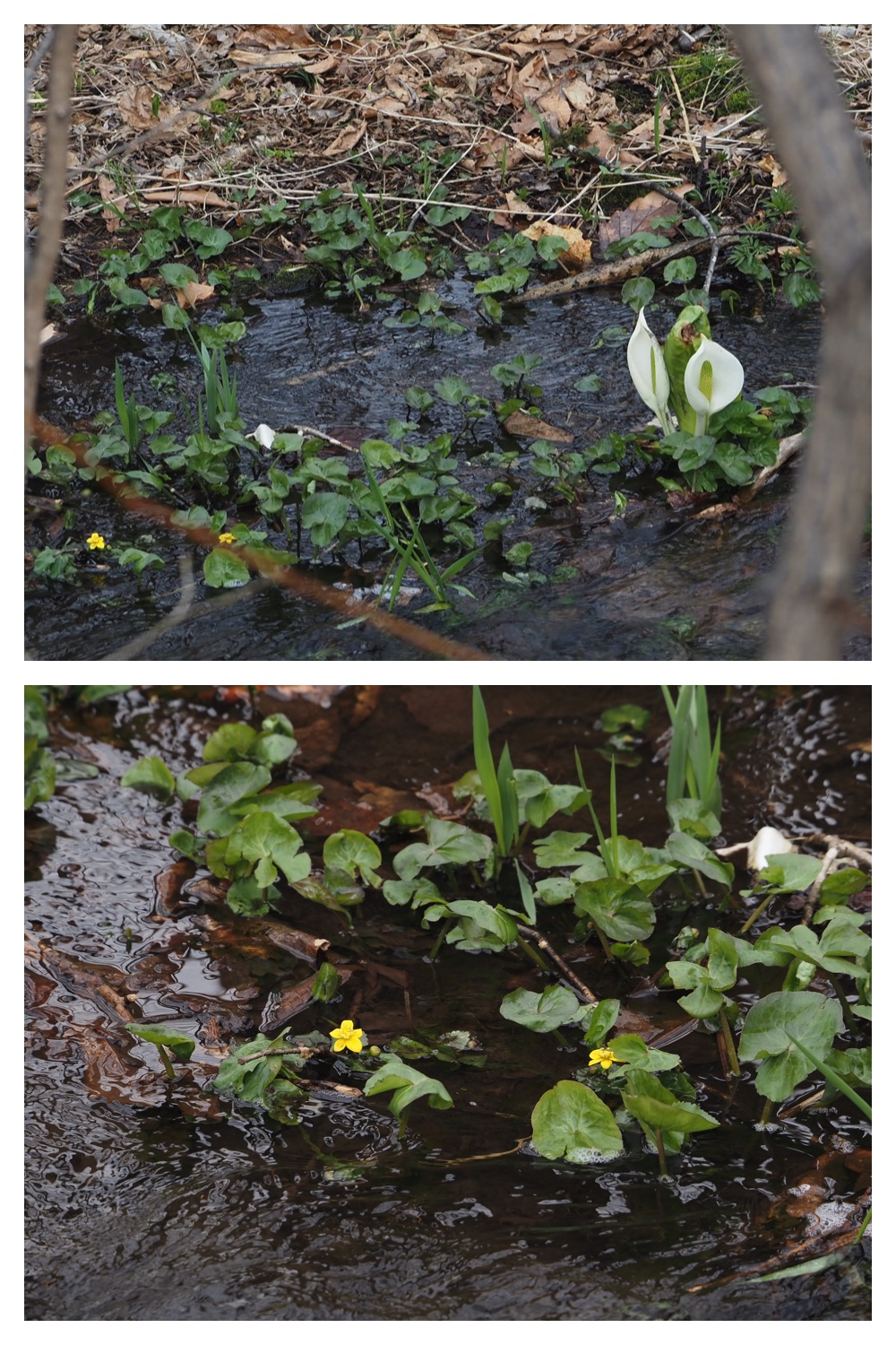 S_cabbage_230411_5