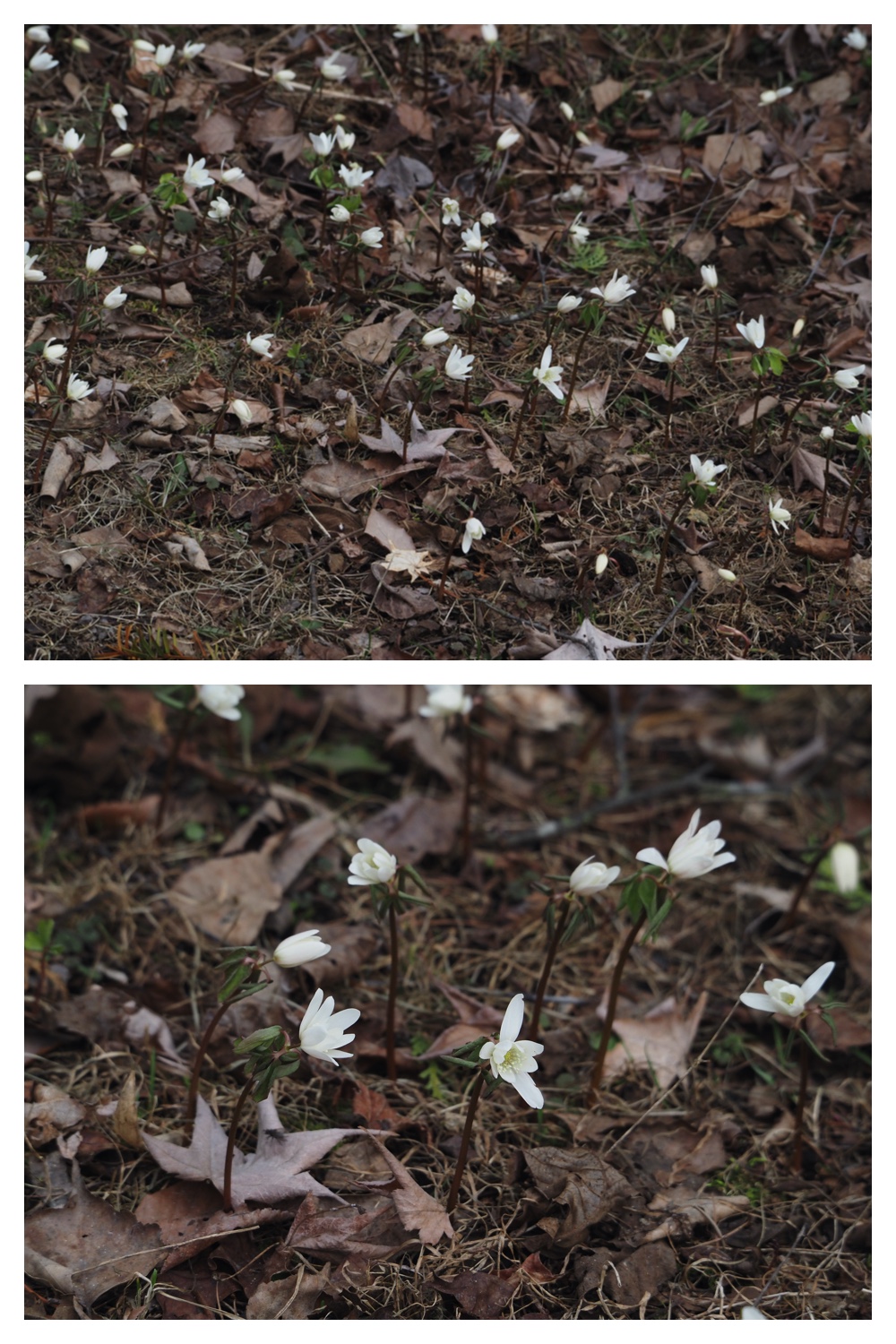 S_cabbage_230411_9