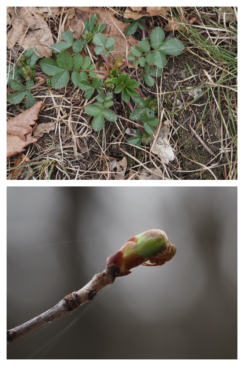 Shinme_230415_11