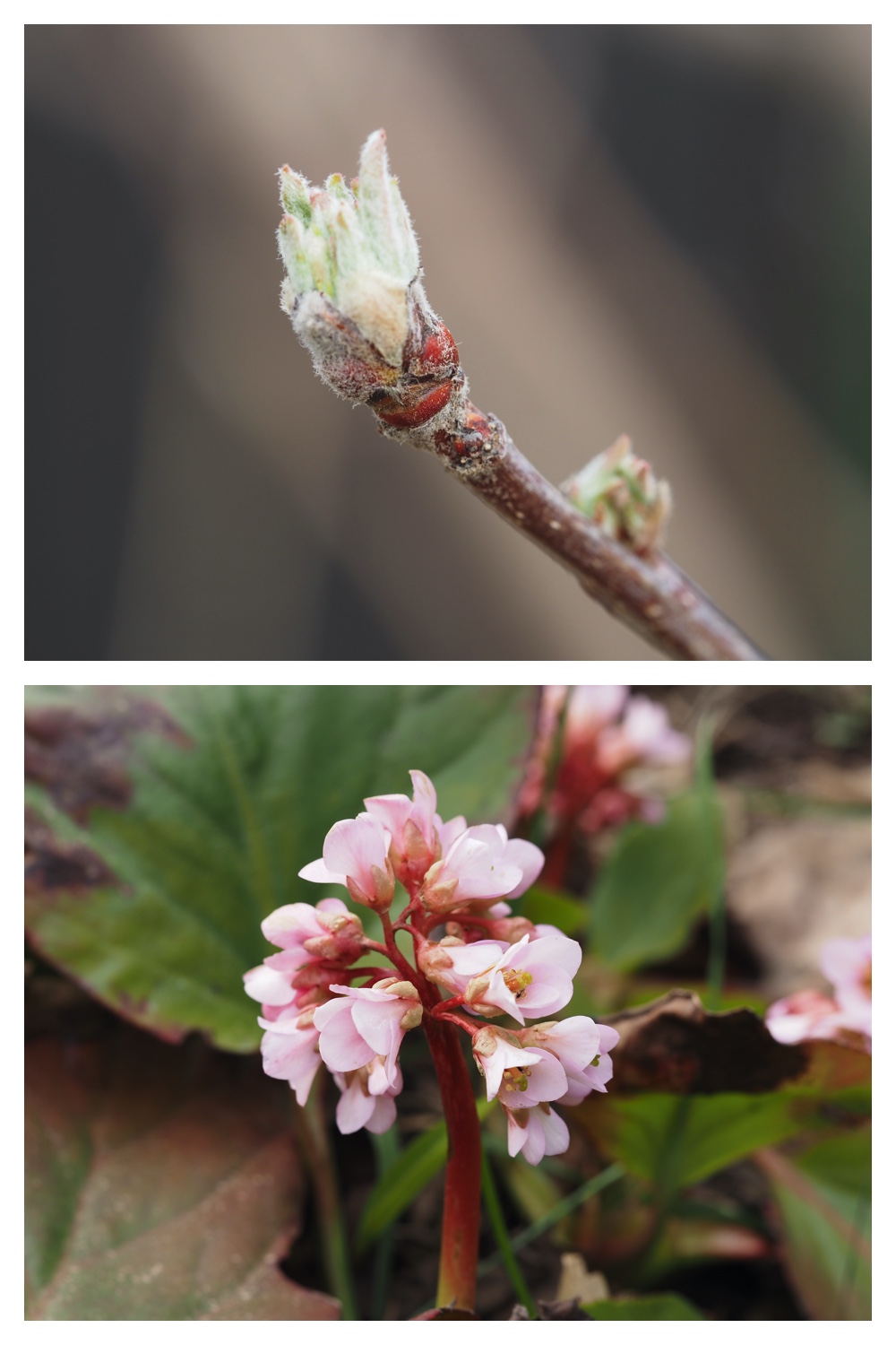 Shinme_230415_17
