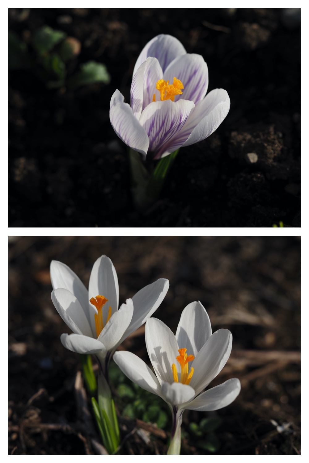 prouts_230410_20