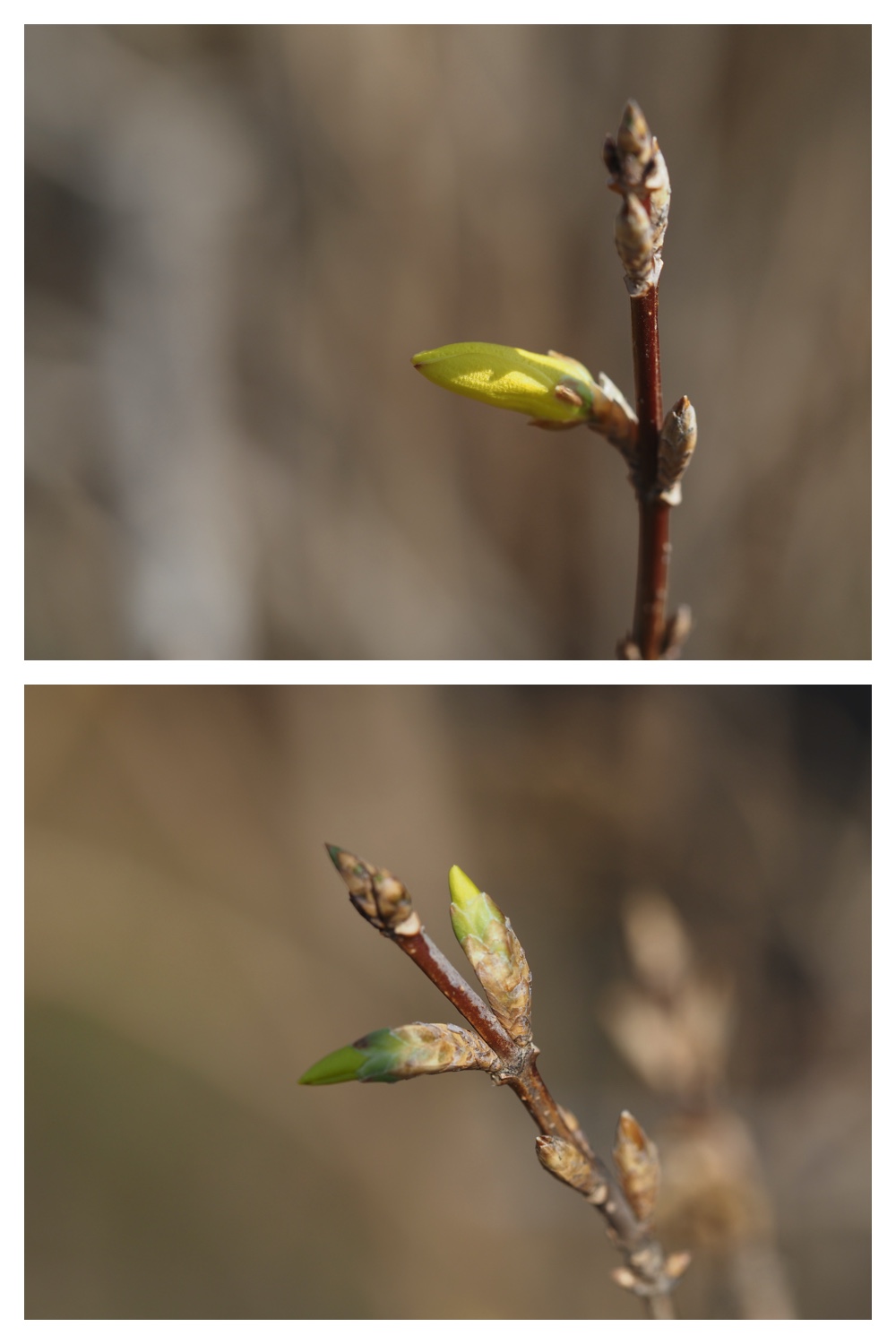prouts_230410_7