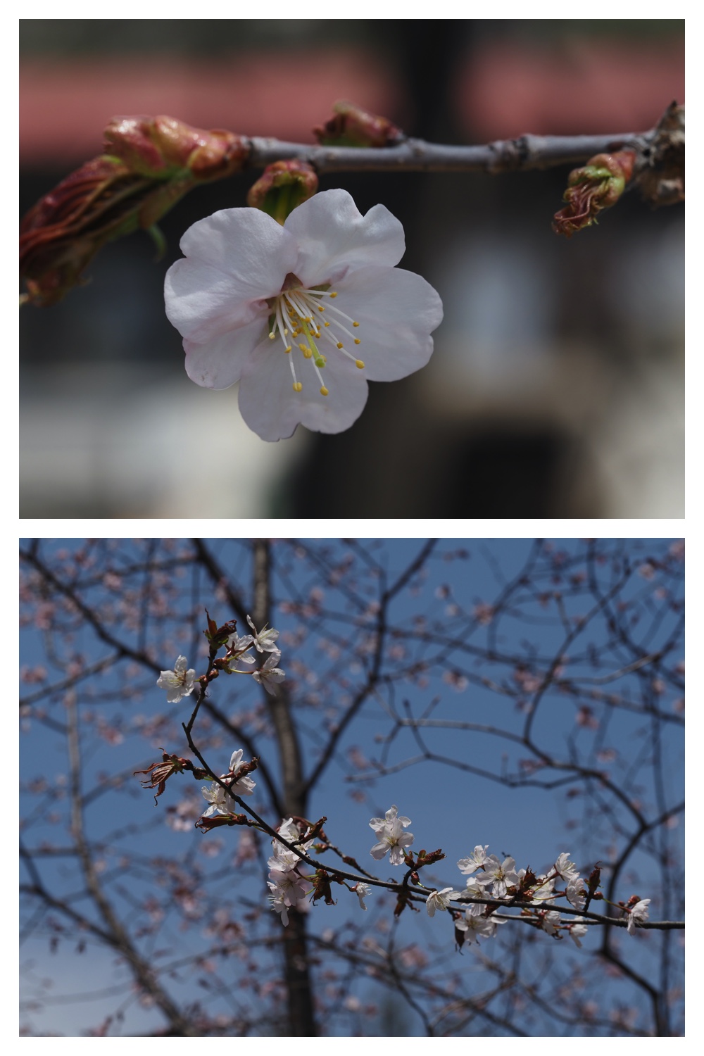 Violet_230428_5