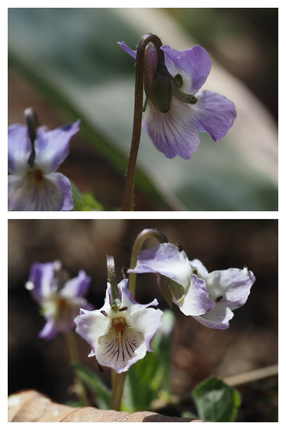Violet_230428_9
