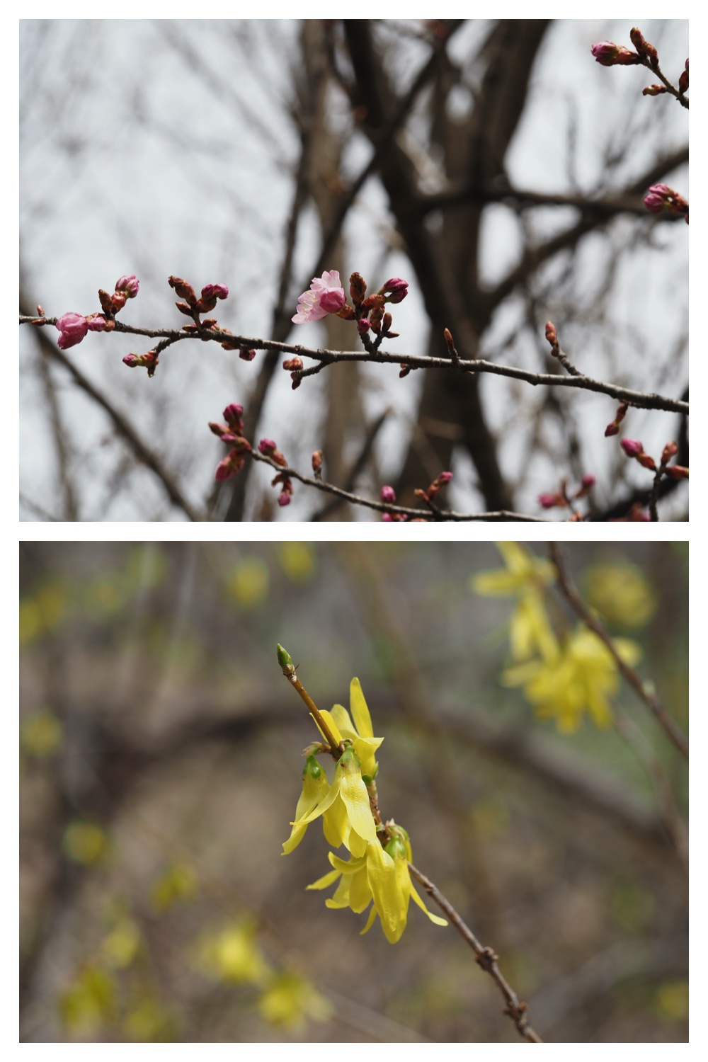 Yasouen_230420_1