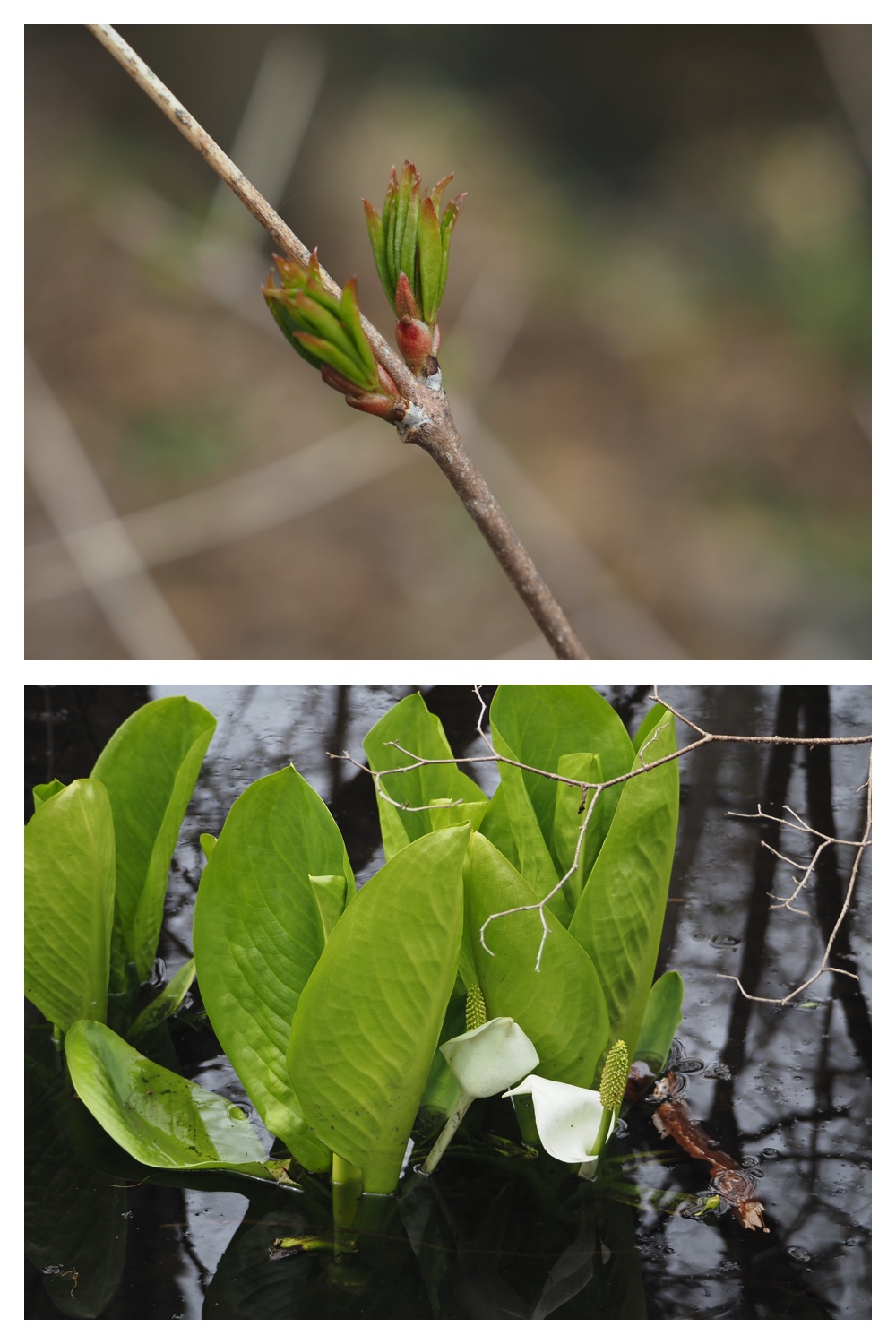 Yasouen_230420_15