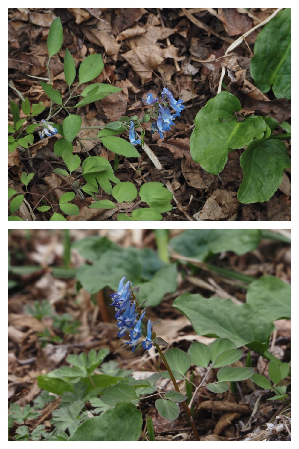 Yasouen_230420_19