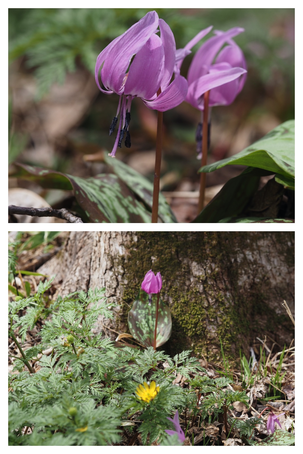 Yasouen_230420_7