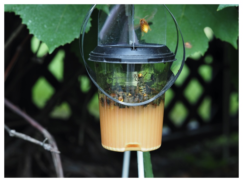 2023-08-29_Wasp_3