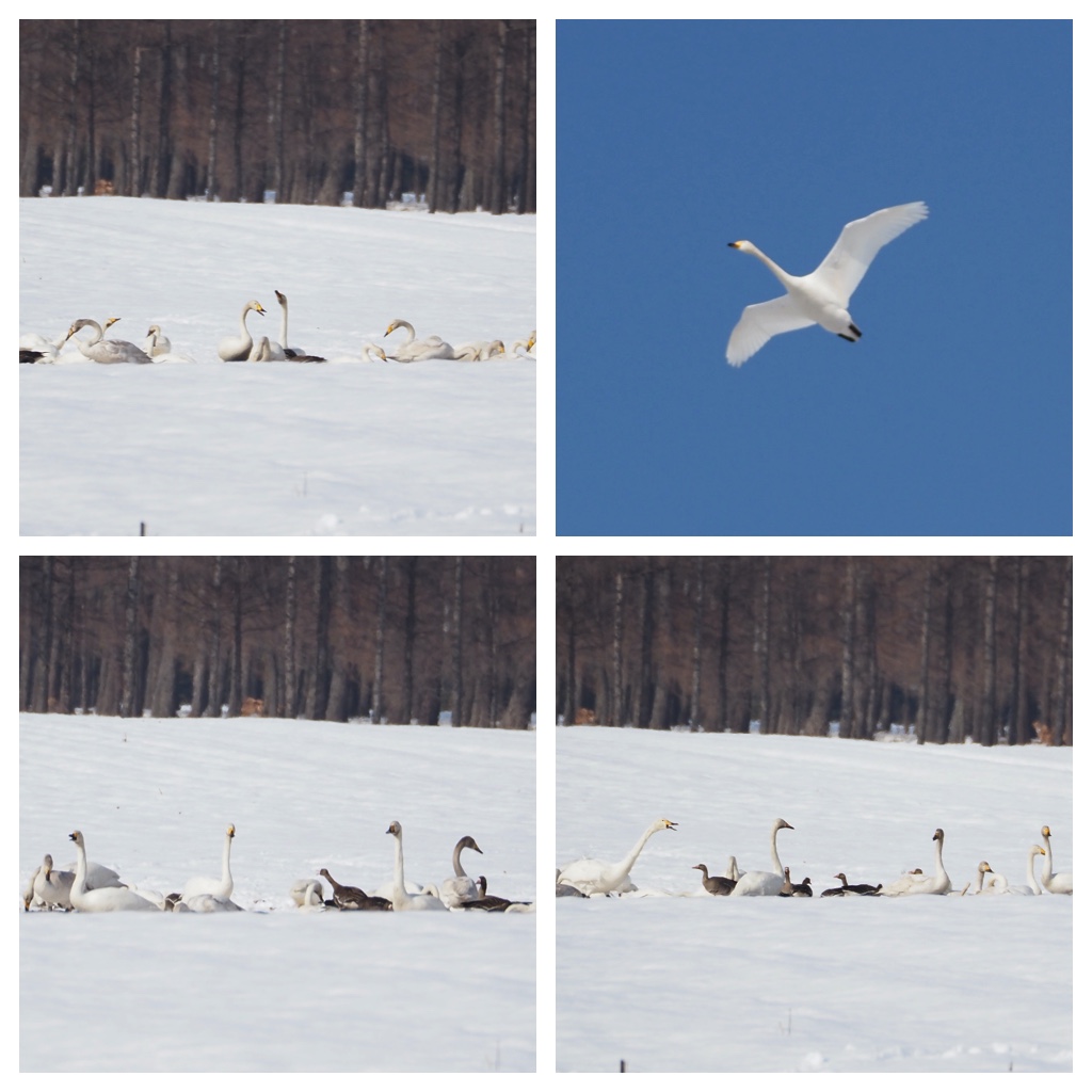 23_Birds_18