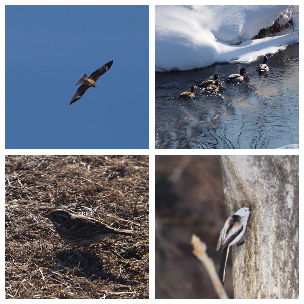 23_Birds_2