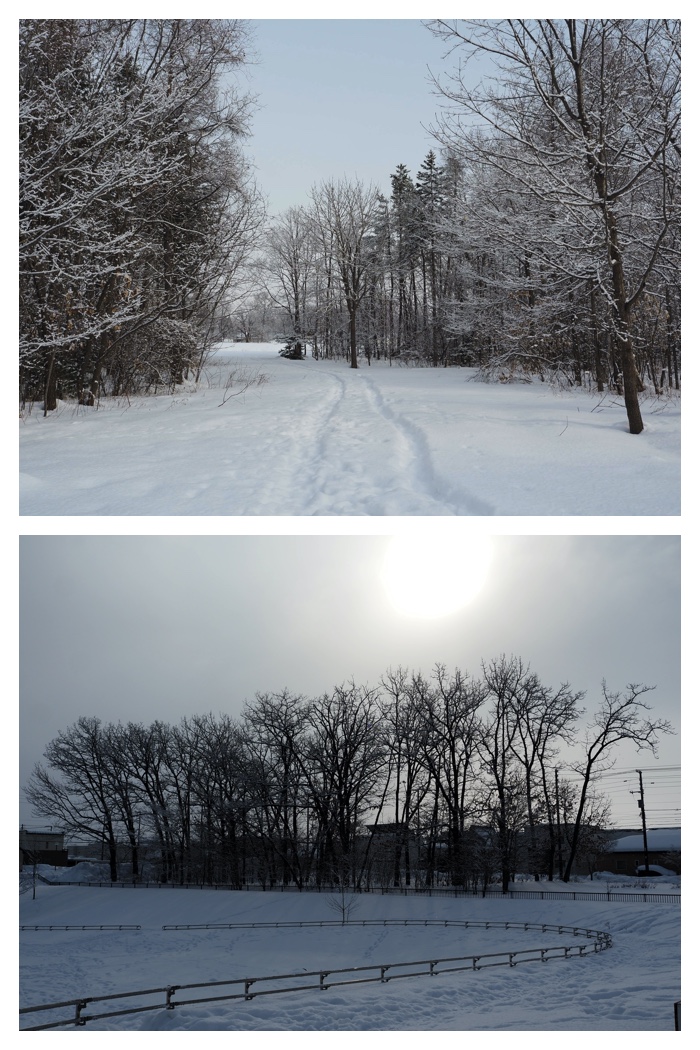Silver-frost_230214_13