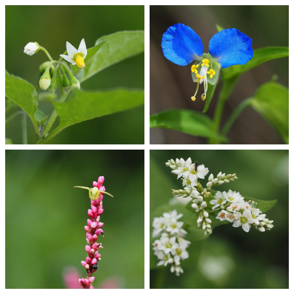 23_flowers_41