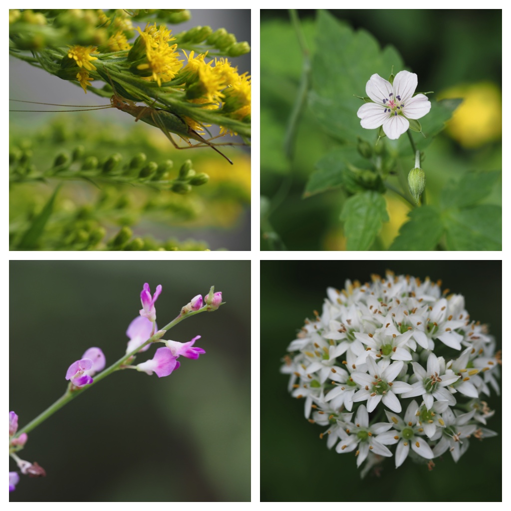 23_flowers_42