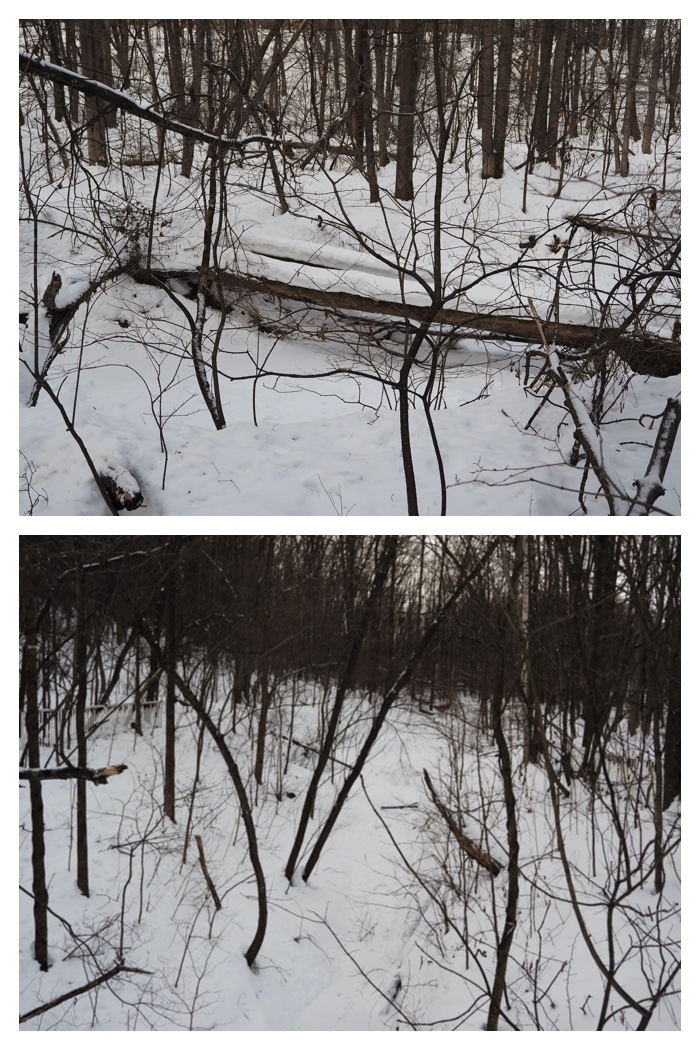 Bird_survey_230115_10