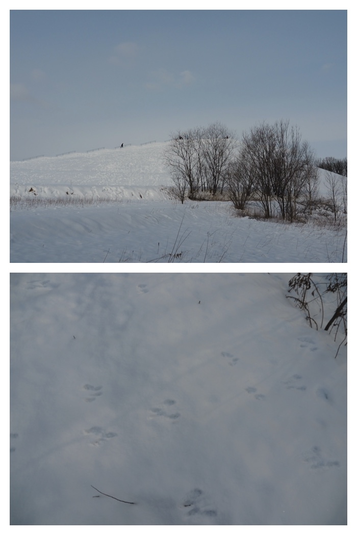 Bird_survey_230115_17